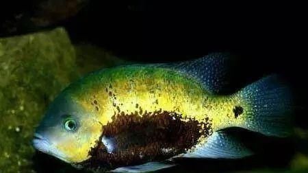  #水族市场上#美洲慈鲷之美，您细品