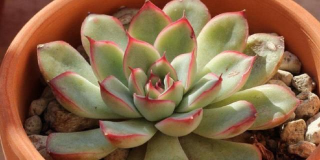  适合|适合夏天养的3种花，好养易活开花量大，室内养一盆，净化空气