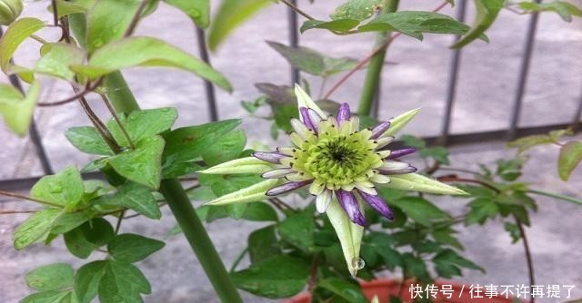 【喜热】3种花“喜热花”,不怕晒太阳,越晒越“出彩”,现在养正适合