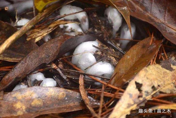  「稀罕」农村一种稀罕野草，只生长在千米以上的高山上，现在像