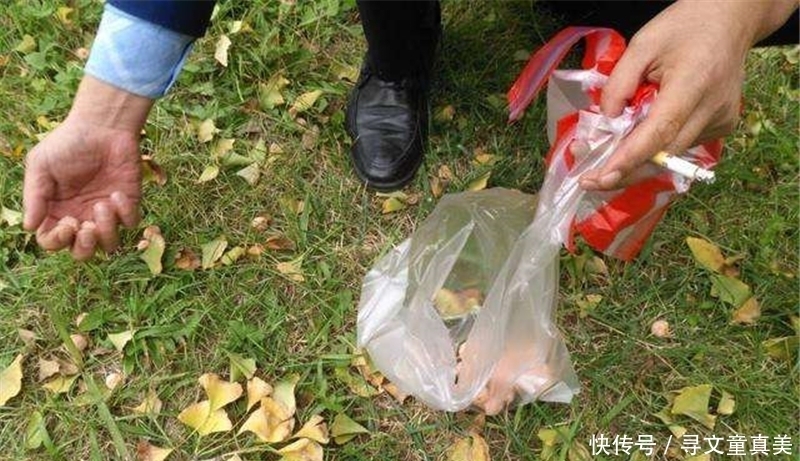  大妈|挂树上没人摘，一到秋天就发臭，却很多人抢着捡，一斤6元