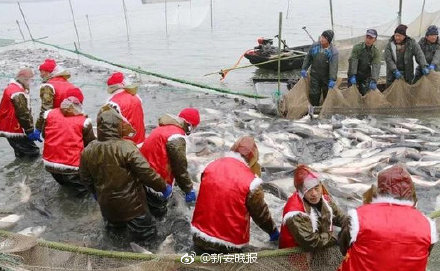 厉害！阜阳颍上八里河冬捕节正式开捕 78斤重“头鱼”拍得88万天