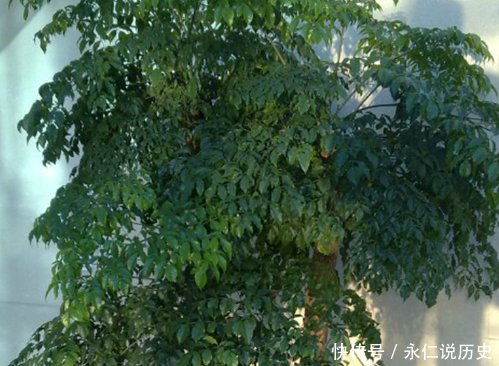 幸福树@幸福树的种植方法和水肥管理事项详解