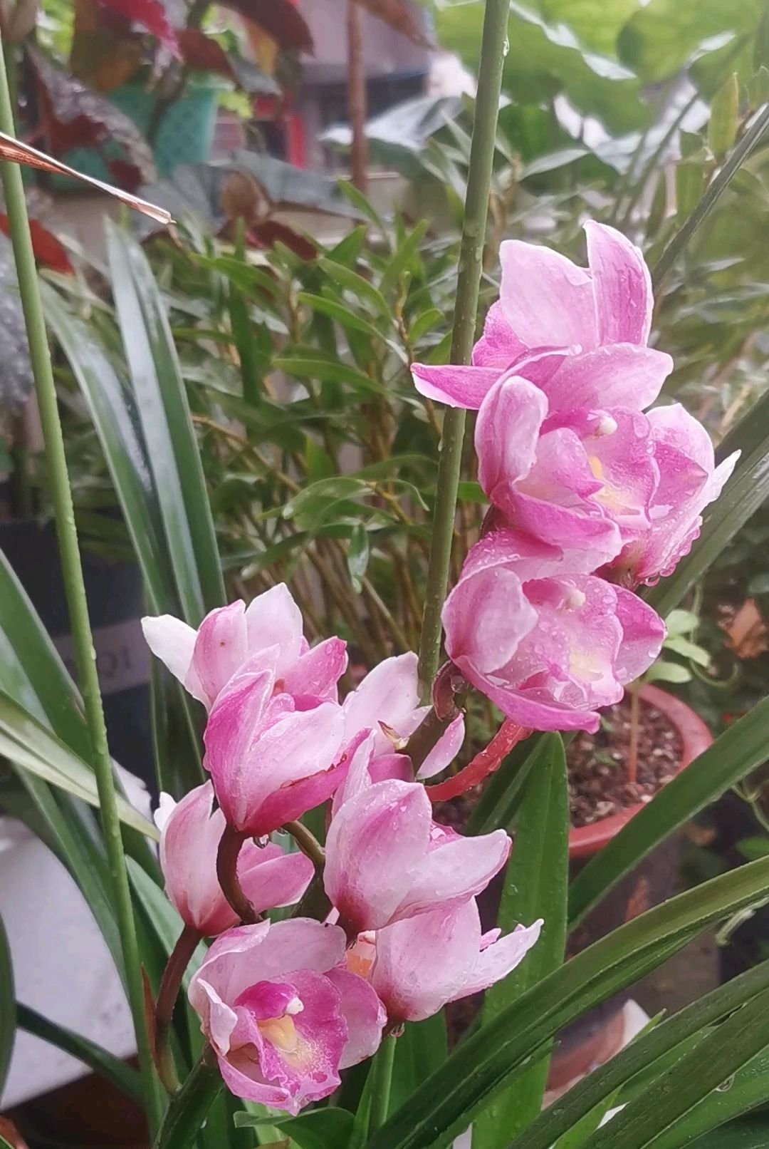  『栀子花』9种香水花，家里养一盆，屋里像是喷了法国香水