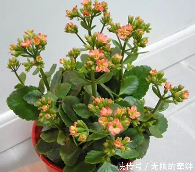 『蟹爪兰』3种水灵灵的花“脾气怪”,花盆越小、越粗糙开得就越美,注意了!