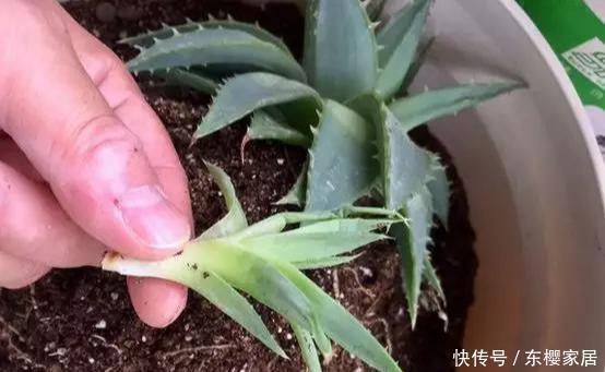  『养花』花养人，人养花，养1盆祛燥降火，能观赏，能食用
