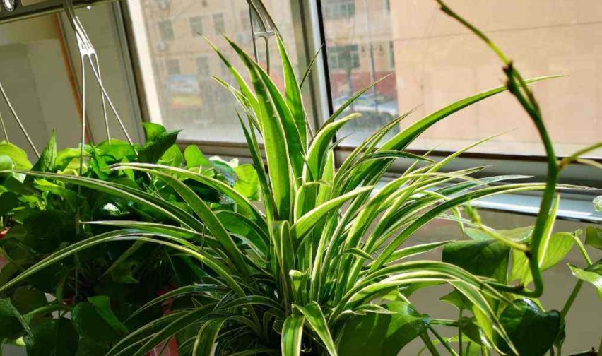  叶吊兰■这8种花,养一棵就成瀑布,窗帘都不用买了!