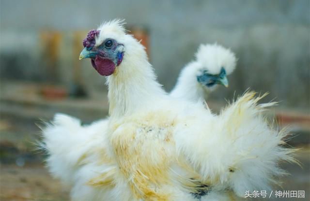 一身白丝天生温柔，深受美女喜爱，发起狠来却比斗鸡还凶猛