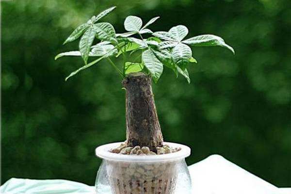  『养护』发财树寓意美好，春季养护应该注意这些
