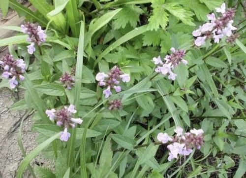  人称■珍贵的1种“野草”，在山坡下繁殖快，人称“地蚕草”，记