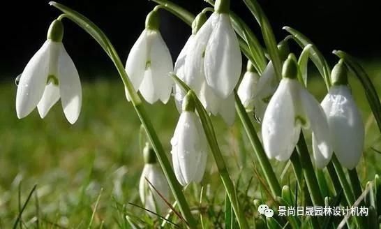 『适合』适合庭院种植的27种常用宿根花卉