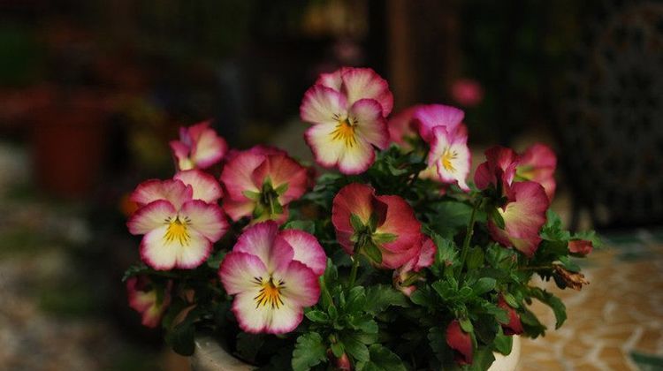  「芳香」4款艳丽的花卉，漂亮又好闻，养一盆放阳台，花开艳丽芳香怡人