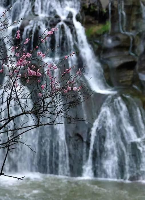 【花中】中国10大名花,哪个是你的最爱?