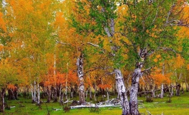 呼伦贝尔的秋天美爆了！每年只有21天错过还要等365天…
