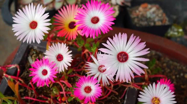 『盆栽』花开五颜六色,花色似“彩虹”,种植容易花期长,盆栽养花选它!