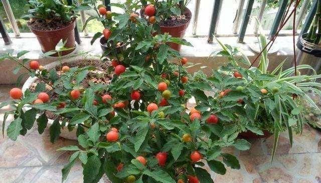  「就能快速」5种养在家里也很好的水果，能观赏能结果，味道鲜美真不错