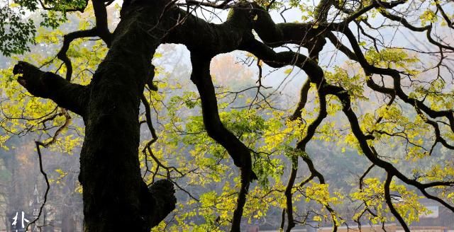 东南佛国天童寺：赴一场人与自然的对话