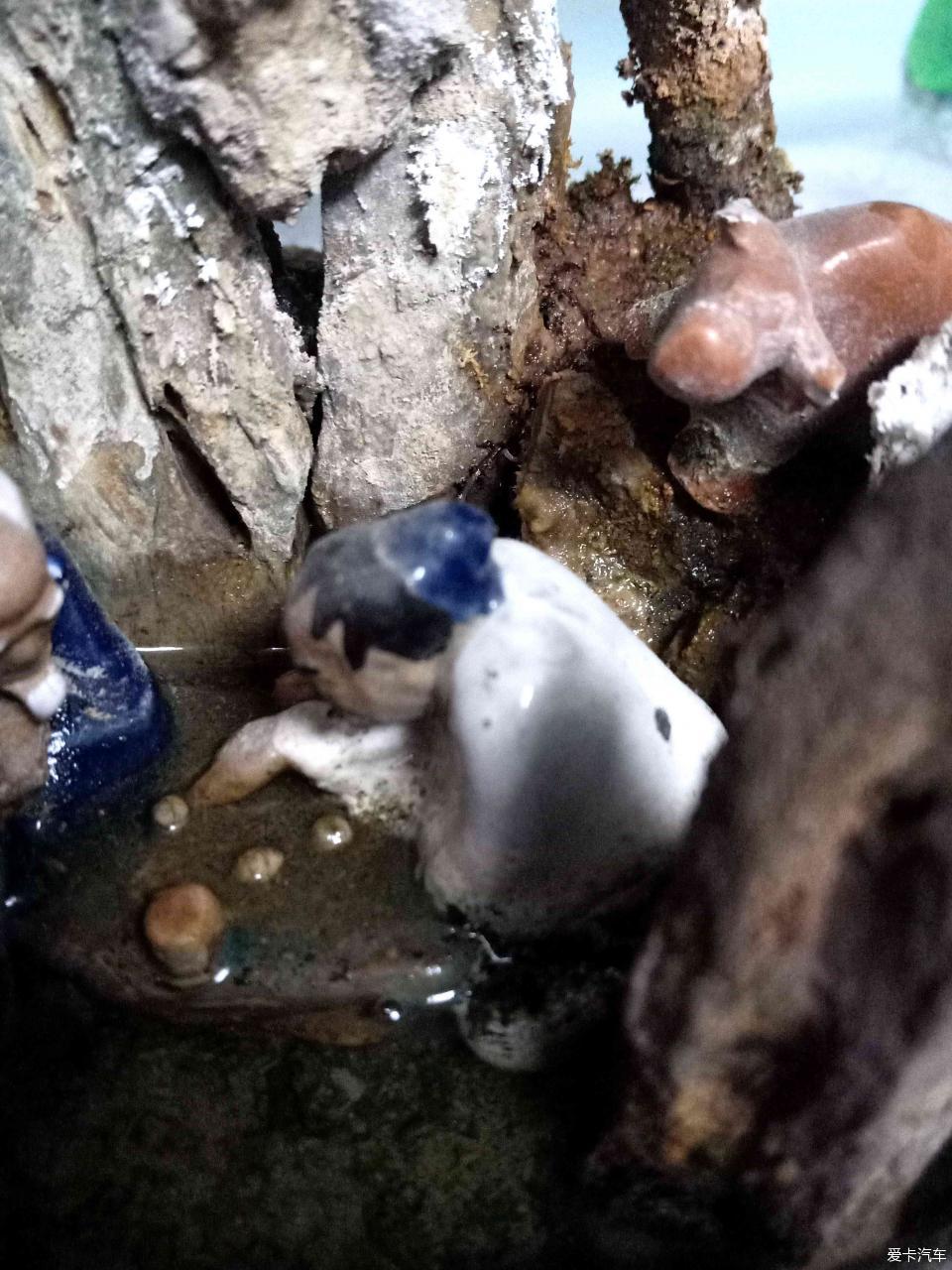 小山水盆景里的大千世界