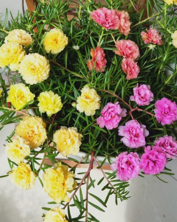  【阳台】5种开花机器，从春一直开到秋，阳台天天有花赏！