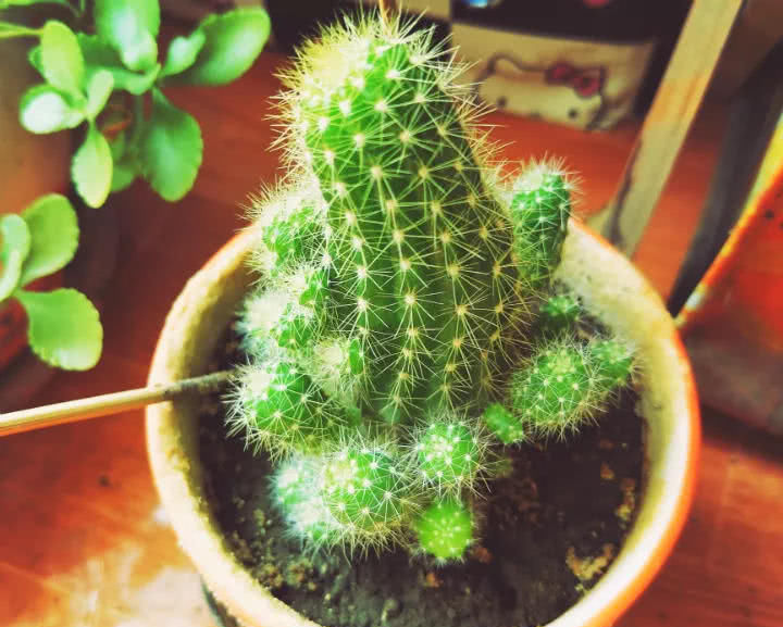 「花钱」这6种花就要穷养,不花钱不用管,个个肥得流油!