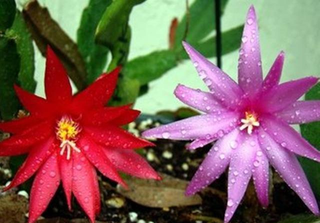 「以假乱真」蟹爪兰开败了还想看花?那就养盆假昙花,春天开花以假乱真