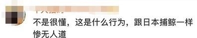  [坐不住]澳大利亚5天内将射杀1万只骆驼! 原因让网友坐不住了!