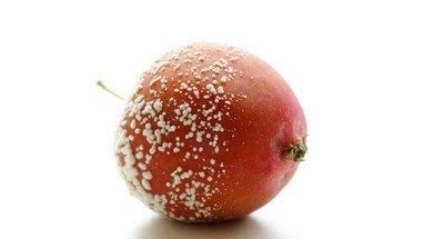  [选择]假如世界末日即将来临，我们应该囤什么食物能活下去？