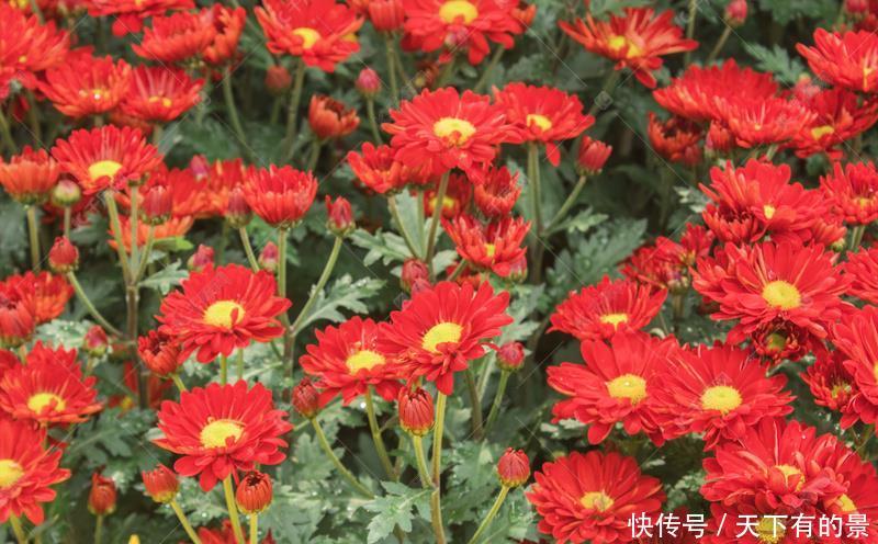  「艳丽」喜欢在家中养护花卉，就养花色艳丽，花期长，漂亮的花卉养护