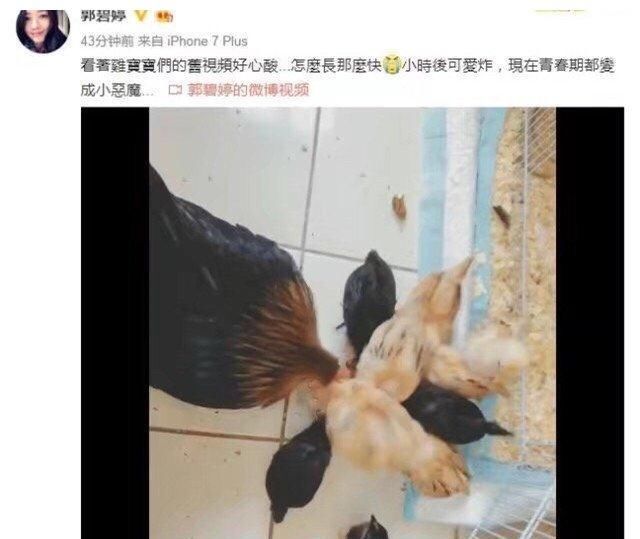  【尤为】郭碧婷田园生活完全幻灭！豪宅别墅大院种花养殖遍地鸡屎难住小向太