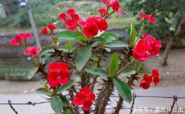 #适合#春天里,3种花最适合养护,外形优美花香浓郁,关键成活难度超低