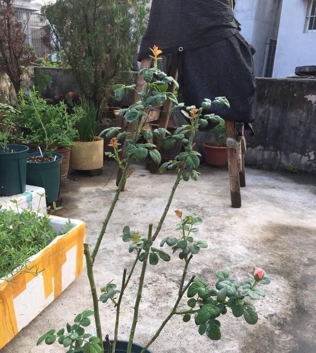  个妙：3个妙招养月季花,开花枝叶繁密,现在正是时候
