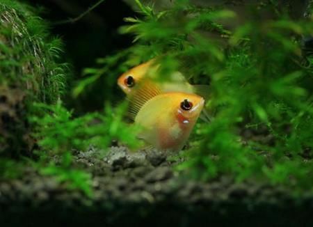  #排行榜#组图: 世界上50大最美丽最好养的观赏鱼排行榜, 你养过几种?好神奇！