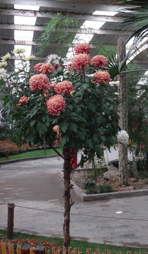  百花齐放■喜欢玫瑰，不如养盆“珍品菊花”树菊，百花齐放，争奇斗艳！