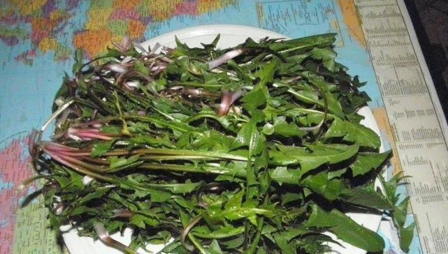 『泡水』蒲公英泡水喝，是用叶子还是用根茎中医给出回答，受教了