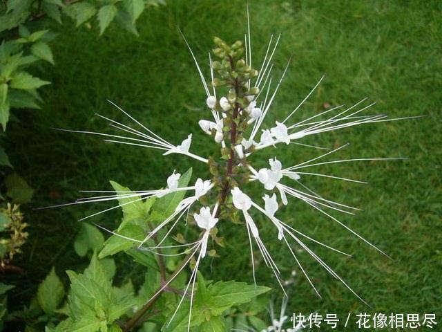 这种长了“老虎须”的野草，人称“肾宝”，最便宜的也要150一斤