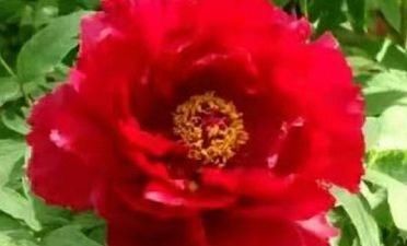 『养盆』喜欢菊花，不如养盆“牡丹精品”芳纪，开花不停，爆盆好养