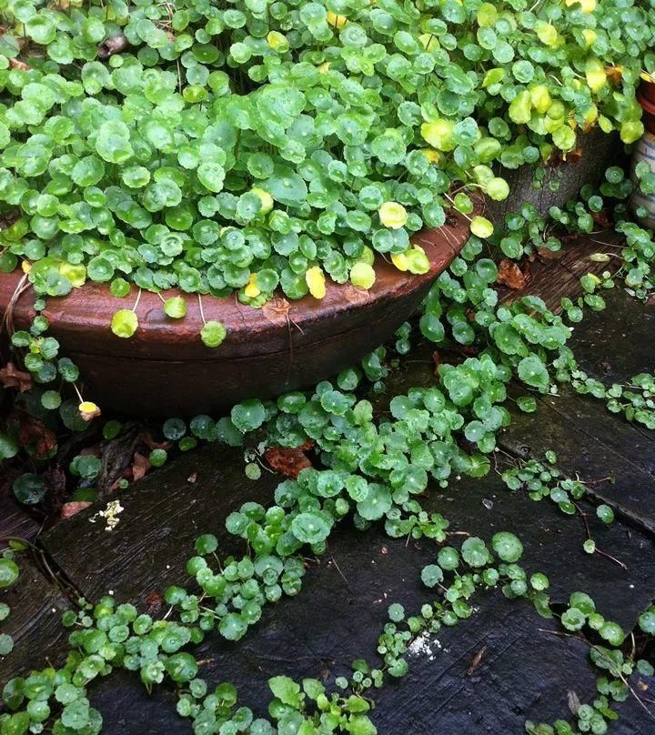  【慎养】这花要慎养，每年砍掉3麻袋，照样蹭蹭长！