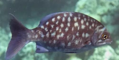  「东山叫红」46种海钓常见的鲷类鱼，最后一种高价的鱼原来也是鲷鱼，才知道