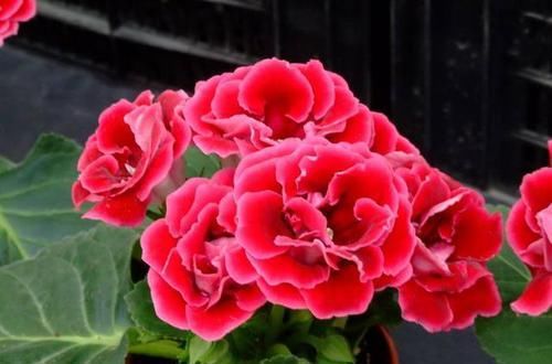  「难看」“3种花”就怕晒太阳，再喜欢也别晒，否则黄叶不断，越养越难看
