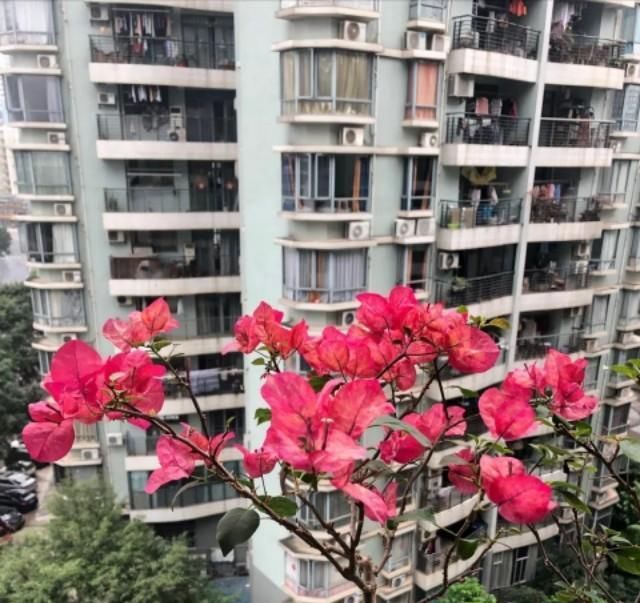  『果家里』五月三角梅花期正旺，如果不开花从这3点找原因，以后开花不再难