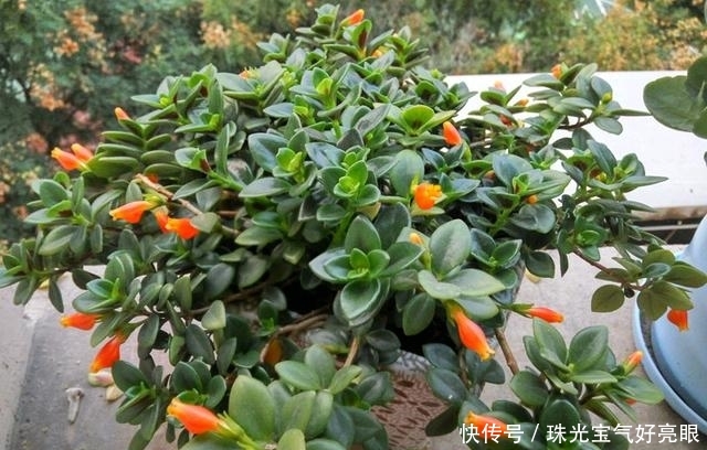  「绿萝」最耐阴的植物，不仅花美，还可以室内养殖，是时候告别绿萝吊兰了