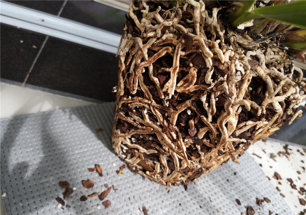 『根爆』“老三样”配料:兰花根爆盆,取不出来,杂交兰太好养!
