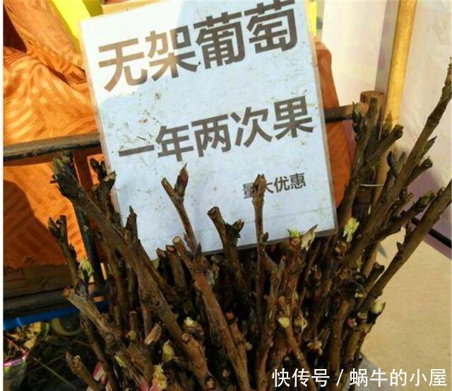  『不良商贩』花市逛“路边摊”，要警惕用“这种方式”卖花的，谁买谁后悔！