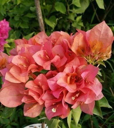 『三角梅』养三角梅,做错“3件事”,它会一直“装菜”,光长枝条不开花