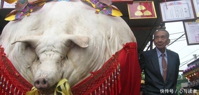 中国猪王重达1500斤,老汉养了10年不愿意卖,一天要吃40斤粮食！