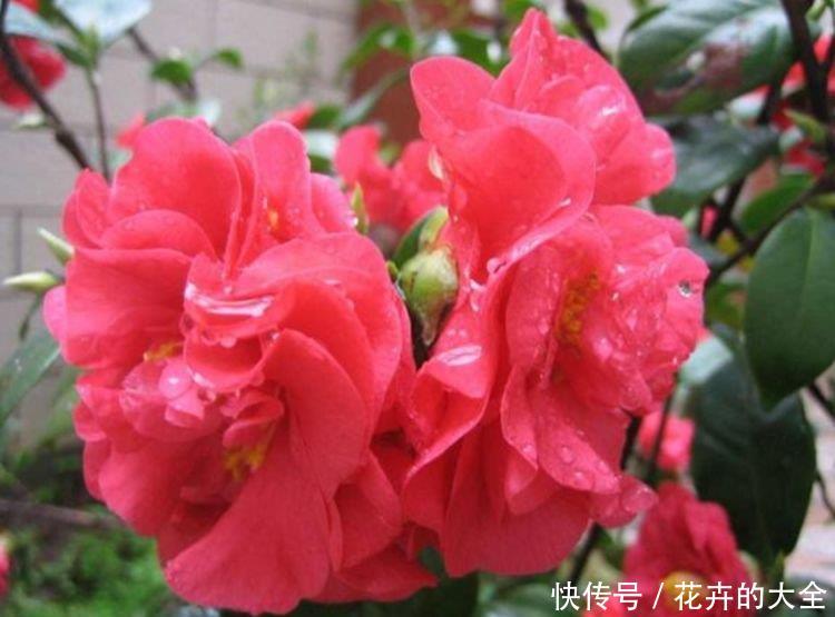 『家里』4种漂亮花，好养易活能爆盆，养家里上档次，豪宅里面最适合！