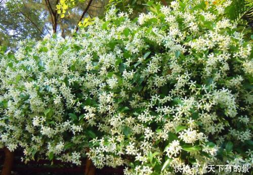 「深受」风车茉莉花朵小而雪白,形似风车,深受花友们的喜爱