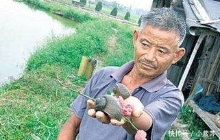 当年将福寿螺引进中国的人, 麻烦你把福寿螺都吃干