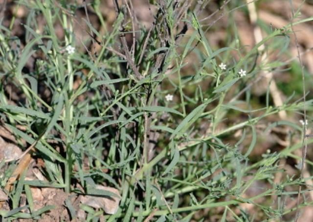  别称■1种杂草有“20厘米高”，人称“百蕊草”，采摘晾干，1斤3