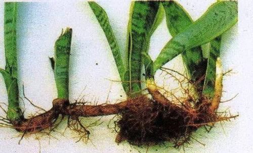  [成活率]这些花卉分株就能成活，而且成活率蛮高的